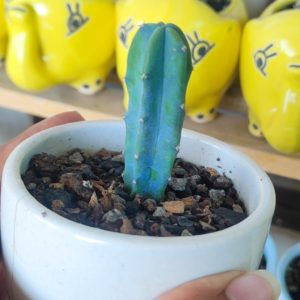 Bule-Candle-Cactus_www.urbanmaali.com_SUCCULENT_CACTUS_Plants_Online Myrtillocactus geometrizans | Blue Candle Cactus | Rare Blue Columnar Cactus "Myrtillocactus geometrizans Blue Candle Cactus with blue stems" "Rare Blue Candle Cactus columnar growth in pot" "Branching Blue Candle cactus close-up" "Myrtillocactus geometrizans with bluish-green color" "Collector’s Blue Candle cactus for balcony gardens"