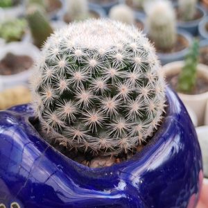 Mammillari Candida_www.urbanmaali.com_SUCCULENT_CACTUS_Plants_Online Mammillaria candida | Snowball Cactus | Rare White-Spined Flowering Cactus "Mammillaria candida snowball cactus with white spines" "Flowering Snowball Cactus with pink blooms" "Compact Mammillaria candida cactus close-up" "Rare white-spined cactus for balcony garden" "Mammillaria candida flowering cactus in ceramic pot"
