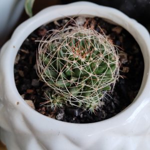 Mammmillaria-Decipiens_Birds-Nest_www.urbanmaali.com_SUCCULENT_CACTUS_Plants_Online "Mammillaria decipiens Bird’s Nest Cactus in pot" "Compact Bird’s Nest Cactus with white blooms" "Rare Mammillaria decipiens cactus close-up" "Nest-like cactus clump Mammillaria decipiens" "Mini Bird’s Nest Cactus flowering in summer"