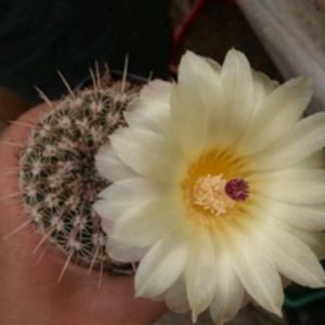 Noto-Elegance_www.urbanmaali.com_SUCCULENT_CACTUS_Plants_Online "Noto Elegans cactus with yellow flowers in pot" "Compact Notocactus elegans flowering cactus close-up" "Parodia Noto Elegans mini cactus with golden spines" "Flowering Noto Elegans cactus for balcony garden" "Rare Noto Elegans cactus collector’s plant"