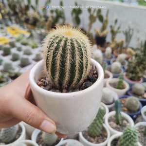Parodia leninghausii Golden Ball Cactus Rare Flowering Columnar Cactus_Low Maintenance_www.urbanmaali.com_SUCCULENT "Parodia leninghausii golden ball cactus in pot" "Yellow tower cactus with golden spines close-up" "Flowering Parodia leninghausii with yellow blooms" "Columnar golden cactus for balcony garden" "Rare Parodia leninghausii cactus collector’s plant"