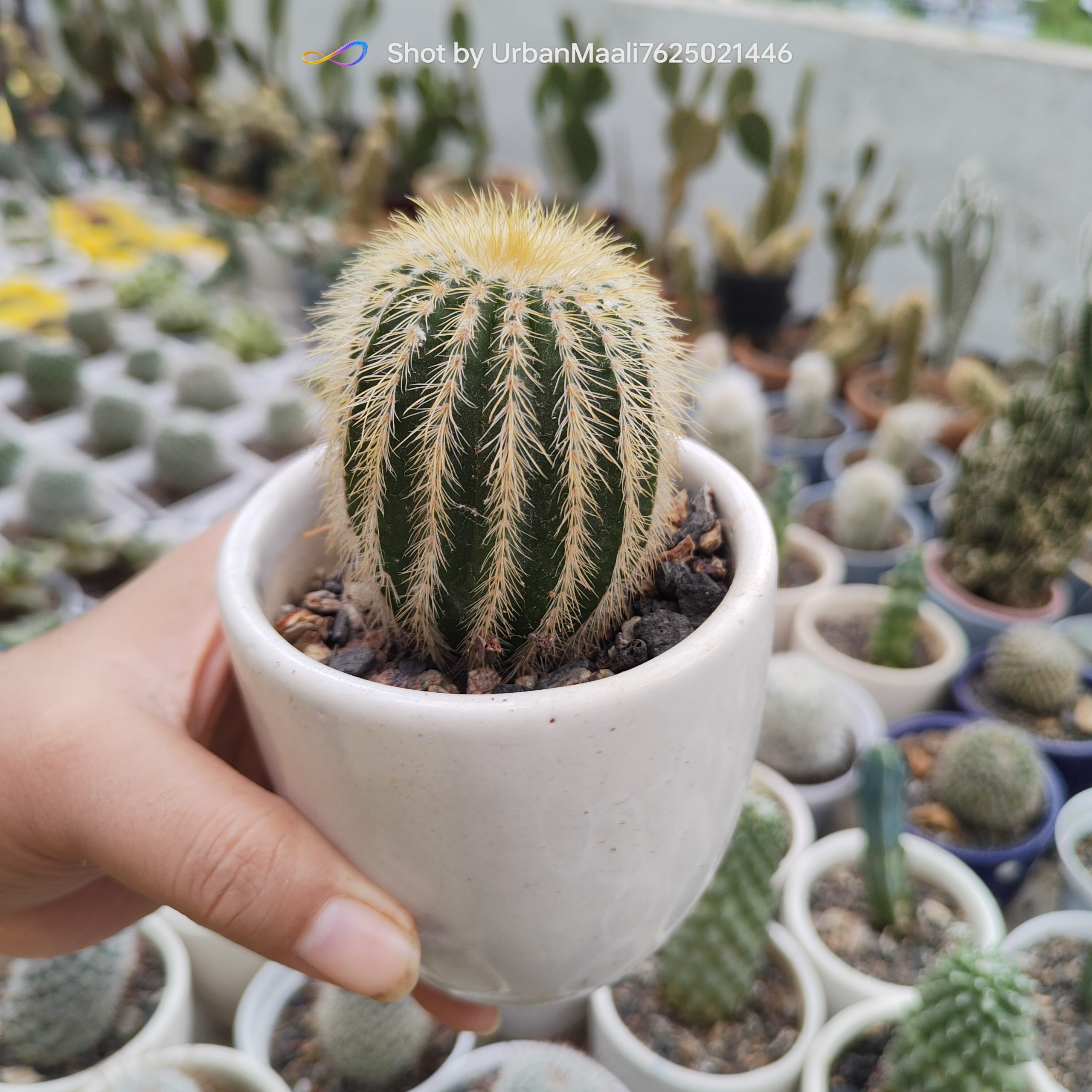 Parodia leninghausii Golden Ball Cactus Rare Flowering Columnar Cactus_Low Maintenance_www.urbanmaali.com_SUCCULENT "Parodia leninghausii golden ball cactus in pot" "Yellow tower cactus with golden spines close-up" "Flowering Parodia leninghausii with yellow blooms" "Columnar golden cactus for balcony garden" "Rare Parodia leninghausii cactus collector’s plant"