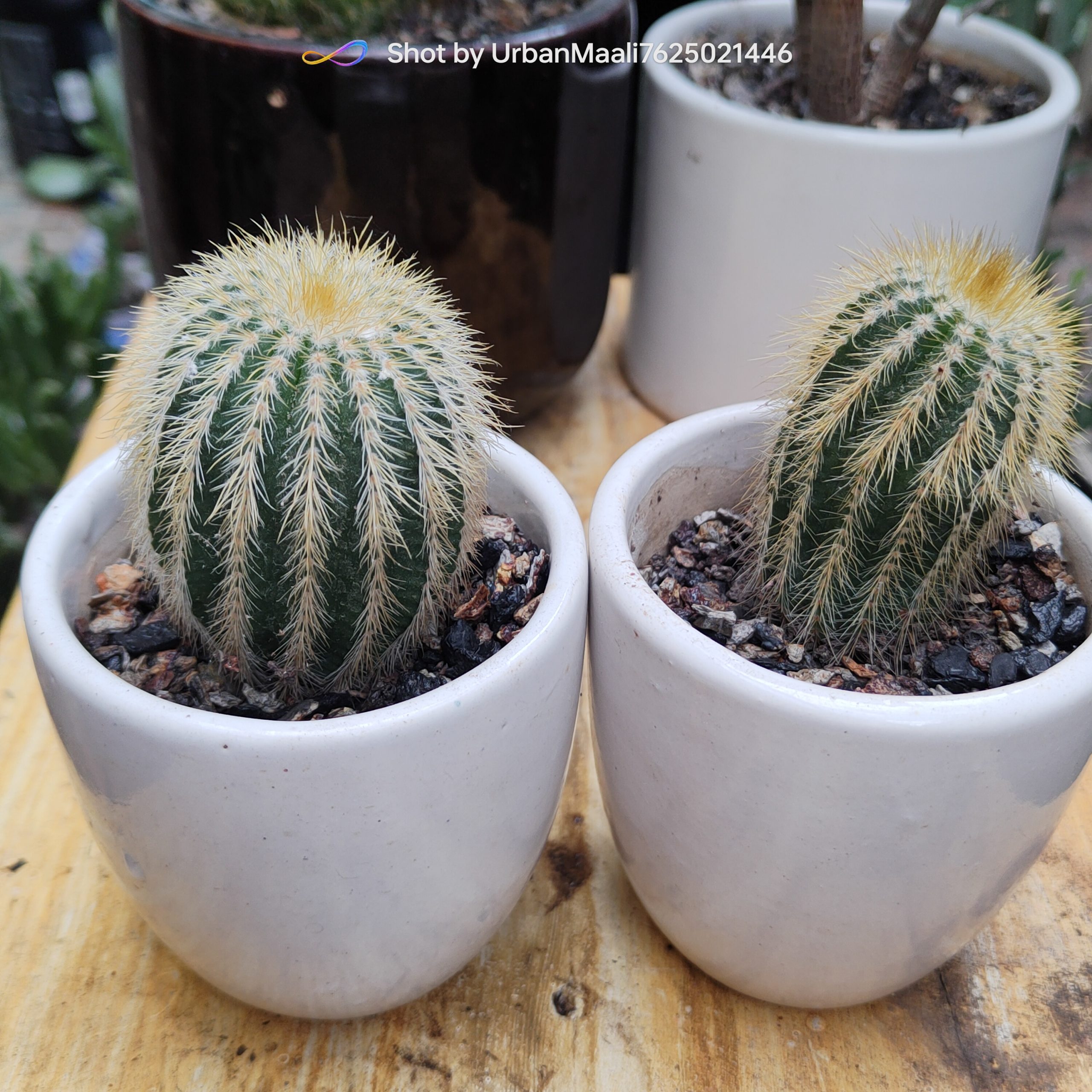 Parodia leninghausii Golden Ball Cactus Rare Flowering Columnar Cactus_Low Maintenance_www.urbanmaali.com_SUCCULENT