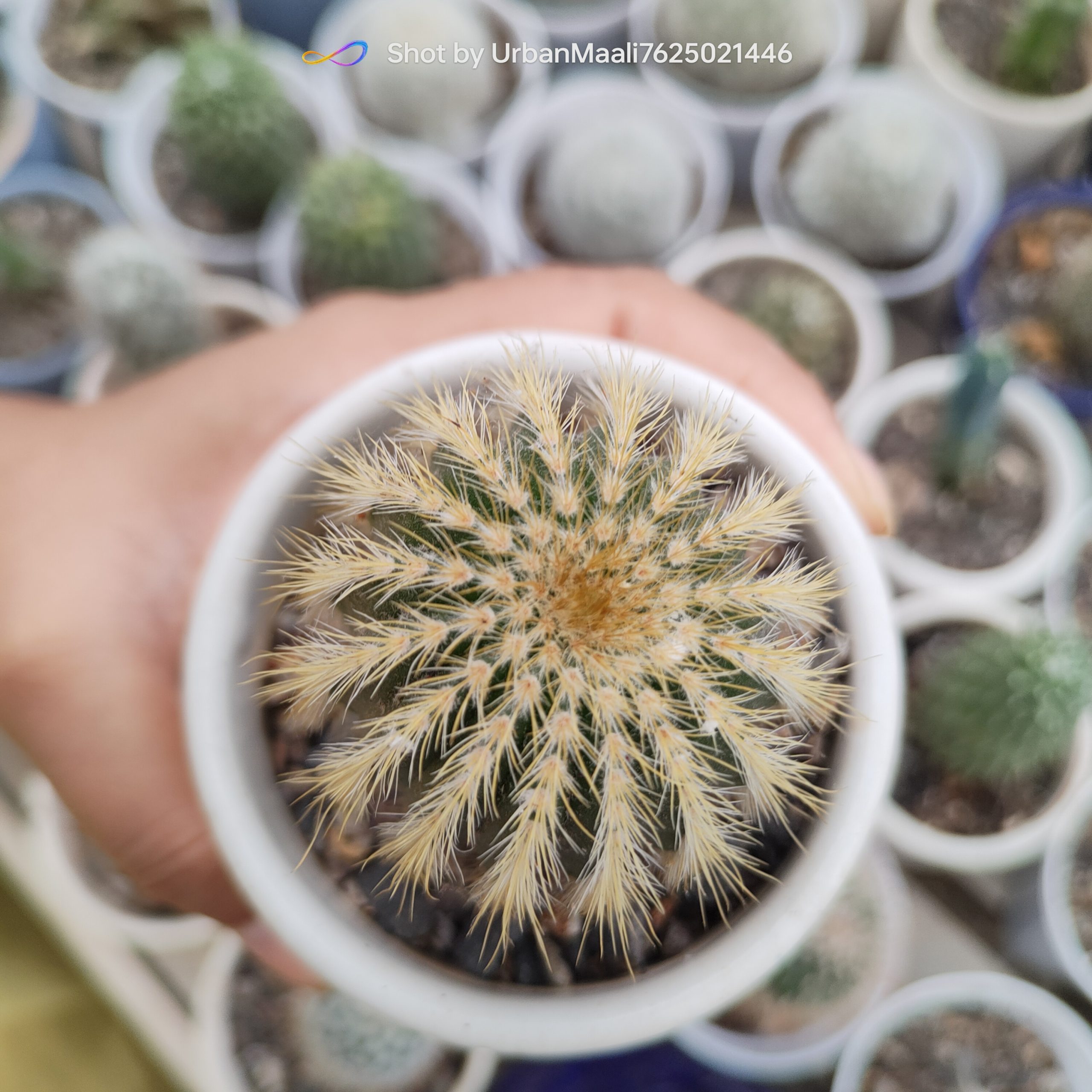 Parodia leninghausii Golden Ball Cactus Rare Flowering Columnar Cactus_Low Maintenance_www.urbanmaali.com_SUCCULENT "Parodia leninghausii golden ball cactus in pot" "Yellow tower cactus with golden spines close-up" "Flowering Parodia leninghausii with yellow blooms" "Columnar golden cactus for balcony garden" "Rare Parodia leninghausii cactus collector’s plant"