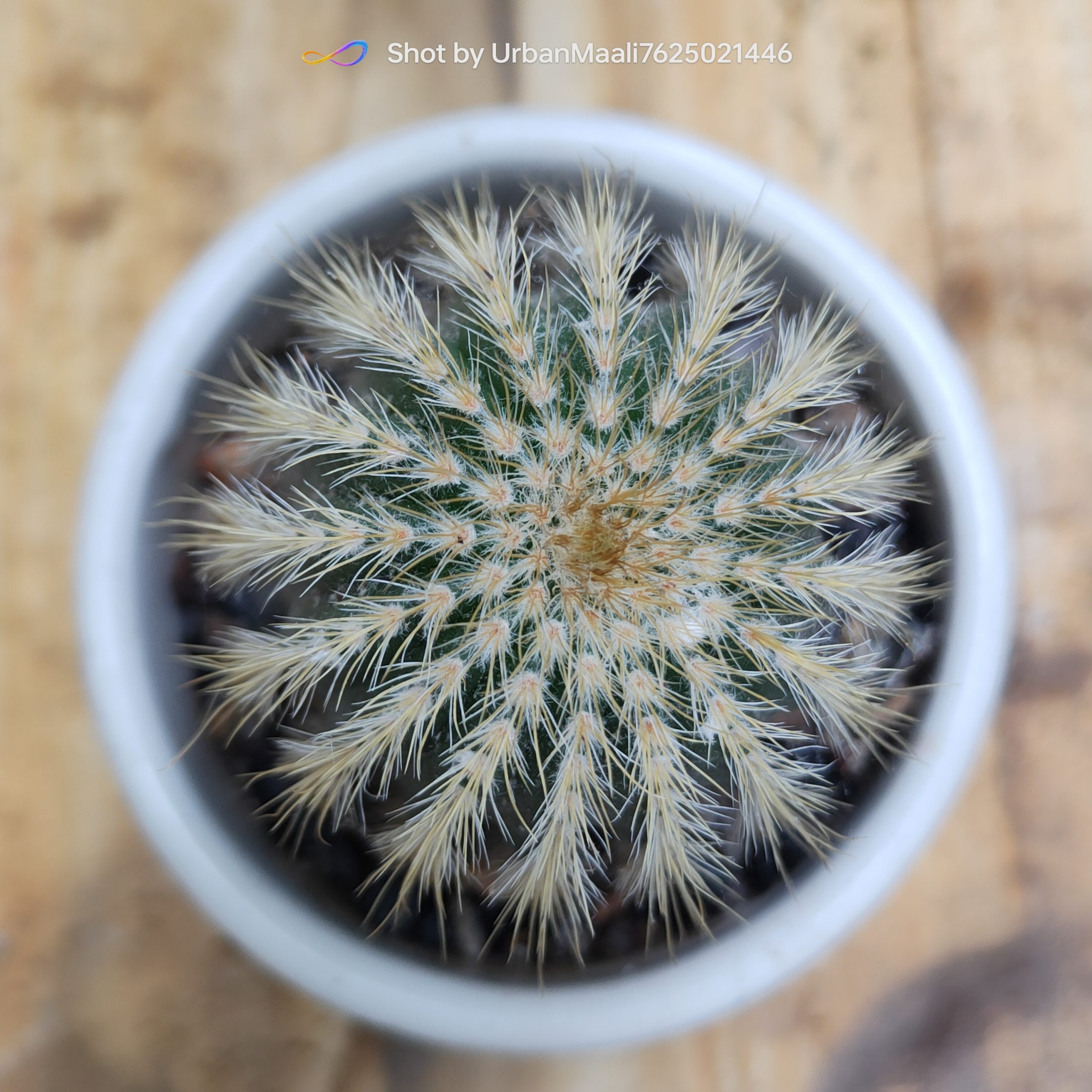 Parodia leninghausii Golden Ball Cactus Rare Flowering Columnar Cactus_Low Maintenance_www.urbanmaali.com_SUCCULENT "Parodia leninghausii golden ball cactus in pot" "Yellow tower cactus with golden spines close-up" "Flowering Parodia leninghausii with yellow blooms" "Columnar golden cactus for balcony garden" "Rare Parodia leninghausii cactus collector’s plant"