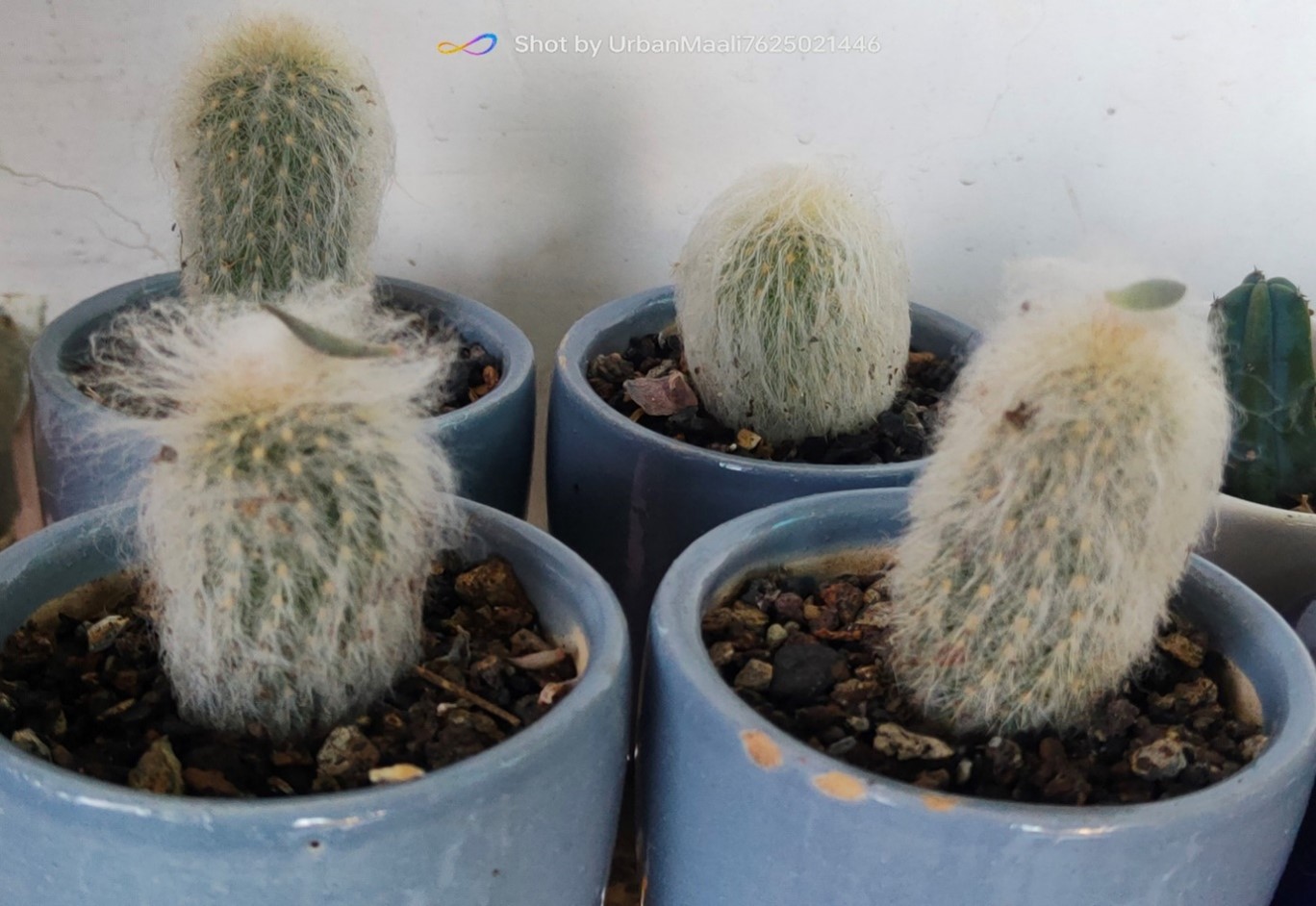 Peruvian Old Man Cactus Espostoa lanata Rare Hairy Columnar Cactus_Low Maintenance_www.urbanmaali.com_SUCCULENT_Cactus Peruvian Old Man Cactus Espostoa lanata Rare Hairy Columnar Cactus_Low Maintenance_www.urbanmaali.com_SUCCULENT_Cactus Cephalocereus senilis (Old Man Cactus)