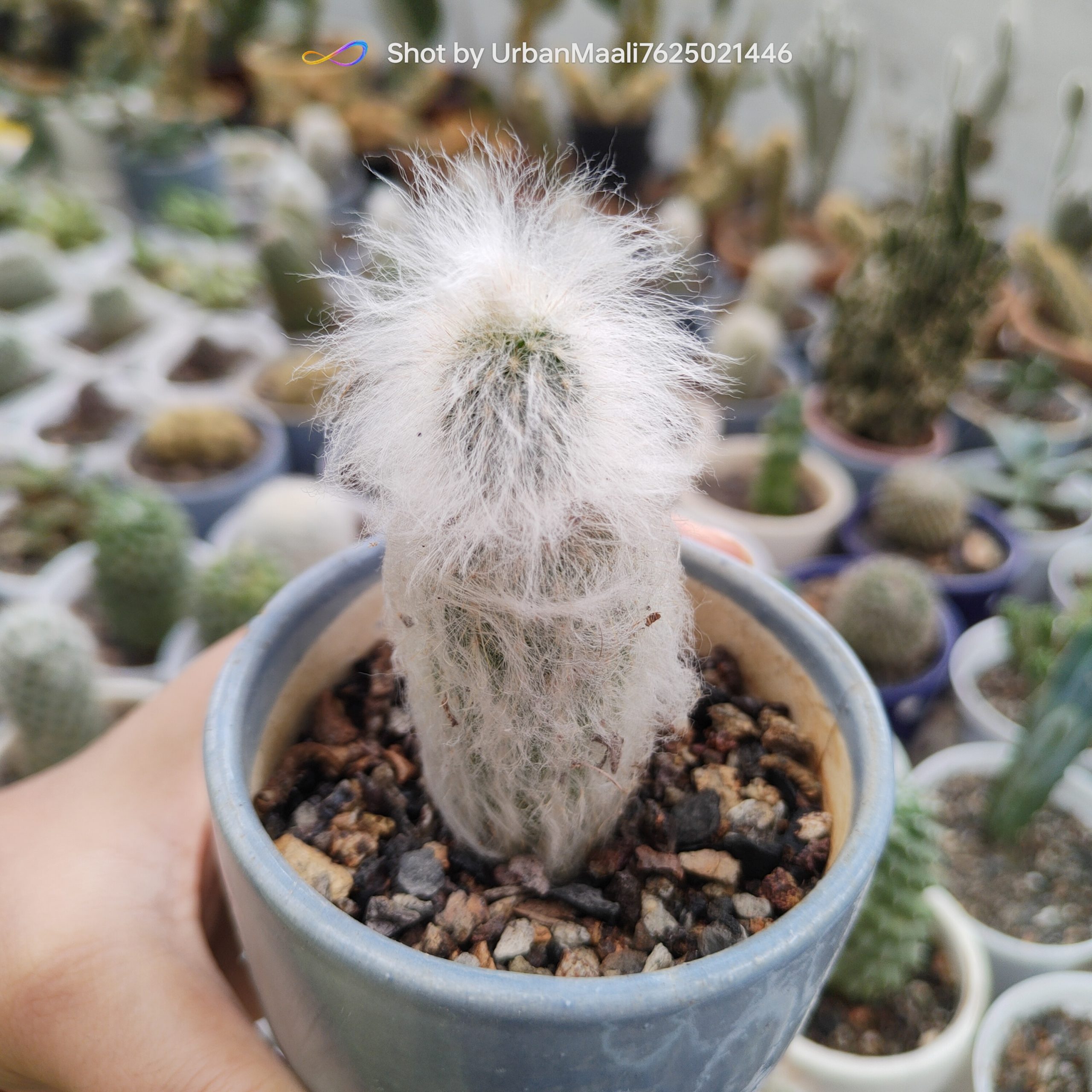 Peruvian Old Man Cactus Espostoa lanata Rare Hairy Columnar Cactus_Low Maintenance_www.urbanmaali.com_SUCCULENT_Cactus Peruvian Old Man Cactus Espostoa lanata Rare Hairy Columnar Cactus_Low Maintenance_www.urbanmaali.com_SUCCULENT_Cactus Cephalocereus senilis (Old Man Cactus)