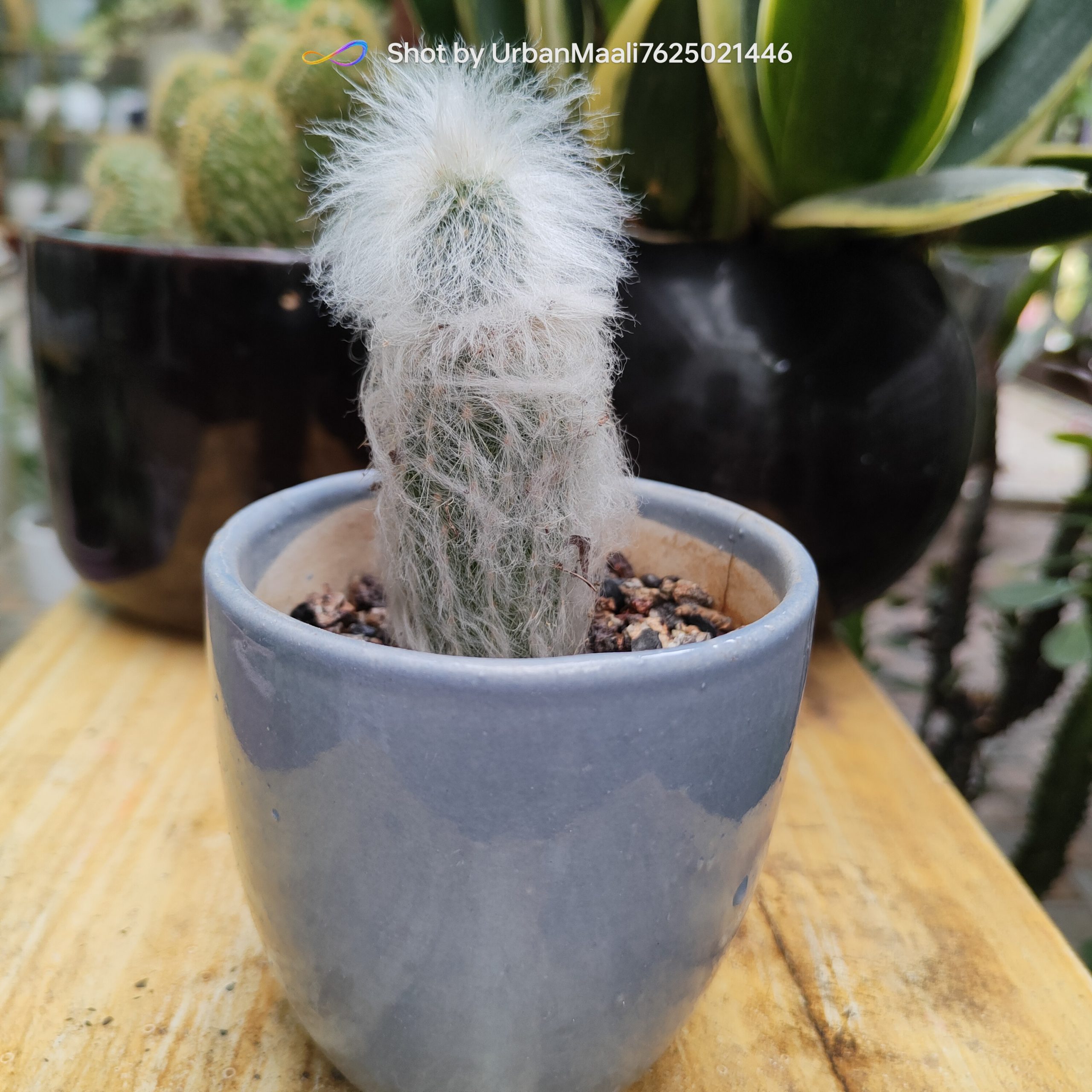 Peruvian Old Man Cactus Espostoa lanata Rare Hairy Columnar Cactus_Low Maintenance_www.urbanmaali.com_SUCCULENT_Cactus Peruvian Old Man Cactus Espostoa lanata Rare Hairy Columnar Cactus_Low Maintenance_www.urbanmaali.com_SUCCULENT_Cactus Cephalocereus senilis (Old Man Cactus)