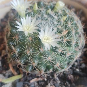 Mammillaria zeilmanniana | Rose Pincushion Cactus | Vibrant Flowering Collector’s Plant www.urbanmaali.com_SUCCULENT_Cactus UrbanMaali Low-Maintenance Flowering Cactus Hard plants buy online "Mammillaria zeilmanniana rose pincushion cactus flowering" "Bright pink flowering cactus Mammillaria zeilmanniana in pot" "Crown blooms on Mammillaria zeilmanniana cactus close-up" "Rare pink flowering cactus India UrbanMaali" "Mammillaria zeilmanniana cactus collector’s plant"