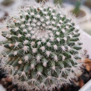 “Mammillaria microthele | Rare Miniature Flowering Cactus | Collector’s Plant www.urbanmaali.com_SUCCULENT_Cactus UrbanMaali Low-Maintenance Flowering Cactus Hard plants buy online” "Mammillaria microthele miniature cactus in pot" "Flowering Mammillaria microthele cactus with pink blooms" "Compact cluster cactus Mammillaria microthele close-up" "Miniature rare cactus with crown flowers India" "Mammillaria microthele cactus collector’s plant"