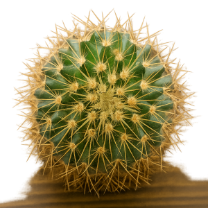 Mammillaria pringlei | Rare Flowering Cactus | Collector’s Hardy Plant www.urbanmaali.com_SUCCULENT_Cactus UrbanMaali Low-Maintenance Flowering Cactus Hard plants buy online "Mammillaria pringlei flowering cactus with pink crown" "Rare Mammillaria pringlei cactus in pot India" "Compact Mammillaria pringlei cactus with blooms" "Mammillaria pringlei cactus collector’s plant close-up" "Flowering cactus Mammillaria pringlei UrbanMaali India"