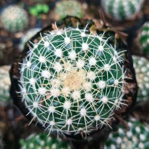 Noto Cactus Hybrid | Rare Flowering Notocactus | Collector’s Vibrant Plant www.urbanmaali.com_SUCCULENT_Cactus UrbanMaali Low-Maintenance Flowering Cactus Hard plants buy online "Noto Cactus Hybrid flowering cactus in pot" "Hybrid Notocactus with large colorful blooms" "Rare Noto Cactus Hybrid close-up UrbanMaali" "Compact hybrid cactus with yellow-orange flowers" "Noto Cactus Hybrid collector’s plant India"