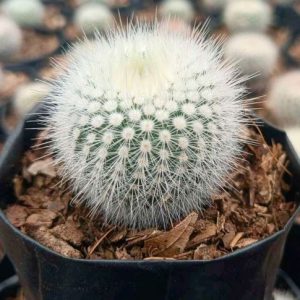 Notocactus scopa White Spine Form | Silver Ball Cactus | Rare Flowering Collector’s Plant www.urbanmaali.com_SUCCULENT_Cactus UrbanMaali Low-Maintenance Flowering Cactus Hard plants buy online Notocactus scopa white spine silver ball cactus in pot" "Rare Notocactus scopa with silvery spines and yellow flowers" "Frosty spine cactus Notocactus scopa close-up UrbanMaali" "White spine cactus collector’s plant India" "Notocactus scopa flowering cactus with silver spines