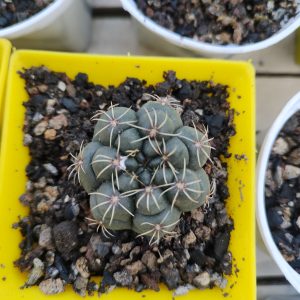 Thelocactus hexaedrophorus | Rare Flowering Star-Ribbed Cactus | Collector’s Plant www.urbanmaali.com_SUCCULENT_Cactus UrbanMaali Low-Maintenance Flowering Cactus Hard plants buy online "Thelocactus hexaedrophorus cactus with star ribs" "Flowering Thelocactus hexaedrophorus with pink blooms" "Rare Thelocactus cactus collector’s plant close-up" "Compact cactus with large pink flowers India" "Thelocactus hexaedrophorus flowering cactus UrbanMaali"