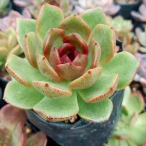 Echeveria ‘Black Queen’ | Rare Dark Rosette Succulent | Decorative Collector’s Plant plant, Rare Echeveria ‘Black Queen’ | Rare Dark Rosette Succulent | Decorative Collector’s Plant close‑up India, Echeveria ‘Black Queen’ | Rare Dark Rosette Succulent | Decorative Collector’s Plant rosette detail, Echeveria ‘Black Queen’ | Rare Dark Rosette Succulent | Decorative Collector’s Plant indoor plant UrbanMaali, Echeveria ‘Black Queen’ | Rare Dark Rosette Succulent | Decorative Collector’s Plant flowering season view Echeveria ‘Black Queen’ | Rare Dark Rosette Succulent | Decorative Collector’s Plant www.urbanmaali.com_SUCCULENT_Cactus UrbanMaali Low-Maintenance Flowering Cactus Hard plants buy online