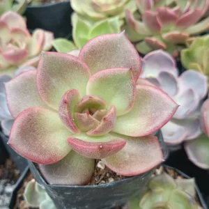 Echeveria ‘Blood Maria’ | Rare Red Rosette Succulent | Decorative Plant plant, Rare Echeveria ‘Blood Maria’ | Rare Red Rosette Succulent | Decorative Plant close‑up India, Echeveria ‘Blood Maria’ | Rare Red Rosette Succulent | Decorative Plant rosette detail, Echeveria ‘Blood Maria’ | Rare Red Rosette Succulent | Decorative Plant indoor plant UrbanMaali, Echeveria ‘Blood Maria’ | Rare Red Rosette Succulent | Decorative Plant flowering season view Echeveria ‘Blood Maria’ | Rare Red Rosette Succulent | Decorative Plant www.urbanmaali.com_SUCCULENT_Cactus UrbanMaali Low-Maintenance Flowering Cactus Hard plants buy online