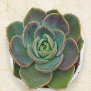 Echeveria ‘Blue Surprise × Lola’ | Rare Hybrid Succulent | Decorative Rosette plant, Rare Echeveria ‘Blue Surprise × Lola’ | Rare Hybrid Succulent | Decorative Rosette close‑up India, Echeveria ‘Blue Surprise × Lola’ | Rare Hybrid Succulent | Decorative Rosette rosette detail, Echeveria ‘Blue Surprise × Lola’ | Rare Hybrid Succulent | Decorative Rosette indoor plant UrbanMaali, Echeveria ‘Blue Surprise × Lola’ | Rare Hybrid Succulent | Decorative Rosette flowering season view Echeveria ‘Blue Surprise × Lola’ | Rare Hybrid Succulent | Decorative Rosette www.urbanmaali.com_SUCCULENT_Cactus UrbanMaali Low-Maintenance Flowering Cactus Hard plants buy online