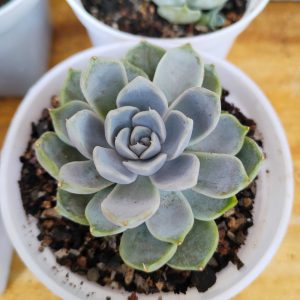 Echeveria Elegans Powdery | Mexican Snowball | Frosted Rosette Succulent flowering, Rare Echeveria Elegans Powdery | Mexican Snowball | Frosted Rosette Succulent plant in pot, Compact Echeveria Elegans Powdery | Mexican Snowball | Frosted Rosette Succulent close-up India, Echeveria Elegans Powdery | Mexican Snowball | Frosted Rosette Succulent collector’s succulent UrbanMaali, Echeveria Elegans Powdery | Mexican Snowball | Frosted Rosette Succulent rare flowering succulent India Echeveria Elegans Powdery | Mexican Snowball | Frosted Rosette Succulent www.urbanmaali.com_SUCCULENT_UrbanMaali Low-Maintenance Succulent Hard plants buy online