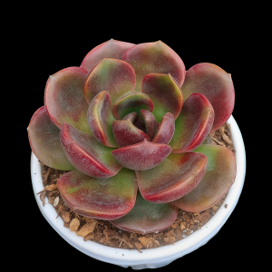 Echeveria ‘Fat Boy’ | Rare Hybrid Succulent | Decorative Collector’s Plant