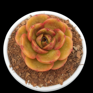 Echeveria ‘Golden Girl’ | Rare Rosette Succulent | Decorative Plant plant, Rare Echeveria ‘Golden Girl’ | Rare Rosette Succulent | Decorative Plant close‑up India, Echeveria ‘Golden Girl’ | Rare Rosette Succulent | Decorative Plant rosette detail, Echeveria ‘Golden Girl’ | Rare Rosette Succulent | Decorative Plant indoor plant UrbanMaali, Echeveria ‘Golden Girl’ | Rare Rosette Succulent | Decorative Plant flowering season view Echeveria ‘Golden Girl’ | Rare Rosette Succulent | Decorative Plant www.urbanmaali.com_SUCCULENT_Cactus UrbanMaali Low-Maintenance Flowering Cactus Hard plants buy online