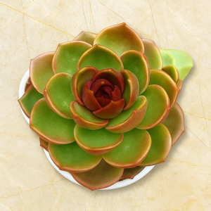 Echeveria Hongdeung | Rare Rosette Succulent | Collector’s Plant plant, Rare Echeveria ‘Hongdeung’ | Rare Rosette Succulent | Collector’s Plant close‑up India, Echeveria ‘Hongdeung’ | Rare Rosette Succulent | Collector’s Plant rosette detail, Echeveria ‘Hongdeung’ | Rare Rosette Succulent | Collector’s Plant indoor plant UrbanMaali, Echeveria ‘Hongdeung’ | Rare Rosette Succulent | Collector’s Plant flowering season view Echeveria ‘Hongdeung’ | Rare Rosette Succulent | Collector’s Plant www.urbanmaali.com_SUCCULENT_Cactus UrbanMaali Low-Maintenance Flowering Cactus Hard plants buy online