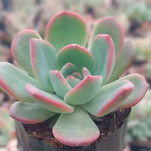 Echeveria Moonglow Hybrid | Decorative Rosette Succulent | Rare Collector’s Choice flowering, Rare Echeveria Moonglow Hybrid | Decorative Rosette Succulent | Rare Collector’s Choice plant in pot, Compact Echeveria Moonglow Hybrid | Decorative Rosette Succulent | Rare Collector’s Choice close-up India, Echeveria Moonglow Hybrid | Decorative Rosette Succulent | Rare Collector’s Choice collector’s succulent UrbanMaali, Echeveria Moonglow Hybrid | Decorative Rosette Succulent | Rare Collector’s Choice rare flowering succulent India Echeveria Moonglow Hybrid | Decorative Rosette Succulent | Rare Collector’s Choice www.urbanmaali.com_SUCCULENT_UrbanMaali Low-Maintenance Succulent Hard plants buy online