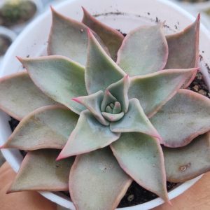 Echeveria ‘Korean Madiba’ | Decorative Rosette Succulent | Collector’s Plant in pot, Rare Echeveria ‘Korean Madiba’ | Decorative Rosette Succulent | Collector’s Plant close‑up India, Echeveria ‘Korean Madiba’ | Decorative Rosette Succulent | Collector’s Plant rosette detail, Echeveria ‘Korean Madiba’ | Decorative Rosette Succulent | Collector’s Plant indoor plant UrbanMaali, Echeveria ‘Korean Madiba’ | Decorative Rosette Succulent | Collector’s Plant flowering season view Echeveria ‘Korean Madiba’ | Decorative Rosette Succulent | Collector’s Plant www.urbanmaali.com_SUCCULENT_Cactus UrbanMaali Low-Maintenance Flowering Cactus Hard plants buy online