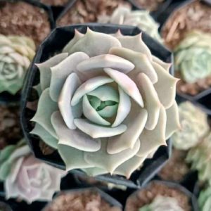 Echeveria Lola | Pastel Rosette Succulent | Decorative Collector’s Plant in pot, Rare Echeveria Lola | Pastel Rosette Succulent | Decorative Collector’s Plant close‑up India, Echeveria Lola | Pastel Rosette Succulent | Decorative Collector’s Plant rosette detail, Echeveria Lola | Pastel Rosette Succulent | Decorative Collector’s Plant indoor plant UrbanMaali, Echeveria Lola | Pastel Rosette Succulent | Decorative Collector’s Plant flowering season view Echeveria Lola | Pastel Rosette Succulent | Decorative Collector’s Plant www.urbanmaali.com_SUCCULENT_Cactus UrbanMaali Low-Maintenance Flowering Cactus Hard plants buy online
