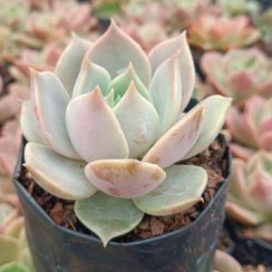 Echeveria Madiba × Lola Hybrid | Decorative Rosette Succulent | Rare Collector’s Plant plant, Rare Echeveria Madiba × Lola Hybrid | Decorative Rosette Succulent | Rare Collector’s Plant close‑up India, Echeveria Madiba × Lola Hybrid | Decorative Rosette Succulent | Rare Collector’s Plant rosette detail, Echeveria Madiba × Lola Hybrid | Decorative Rosette Succulent | Rare Collector’s Plant indoor plant UrbanMaali, Echeveria Madiba × Lola Hybrid | Decorative Rosette Succulent | Rare Collector’s Plant flowering season view Echeveria Madiba × Lola Hybrid | Decorative Rosette Succulent | Rare Collector’s Plant www.urbanmaali.com_SUCCULENT_Cactus UrbanMaali Low-Maintenance Flowering Cactus Hard plants buy online