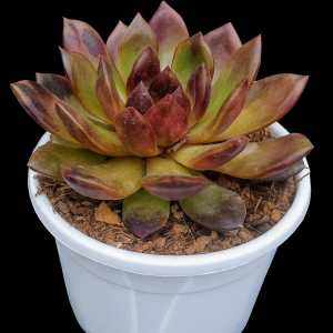 Echeveria ‘Mahogany Deep Chocolate’ | Rare Hybrid Succulent | Decorative Plant plant, Rare Echeveria ‘Mahogany Deep Chocolate’ | Rare Hybrid Succulent | Decorative Plant close‑up India, Echeveria ‘Mahogany Deep Chocolate’ | Rare Hybrid Succulent | Decorative Plant rosette detail, Echeveria ‘Mahogany Deep Chocolate’ | Rare Hybrid Succulent | Decorative Plant indoor plant UrbanMaali, Echeveria ‘Mahogany Deep Chocolate’ | Rare Hybrid Succulent | Decorative Plant flowering season view Echeveria ‘Mahogany Deep Chocolate’ | Rare Hybrid Succulent | Decorative Plant www.urbanmaali.com_SUCCULENT_Cactus UrbanMaali Low-Maintenance Flowering Cactus Hard plants buy online