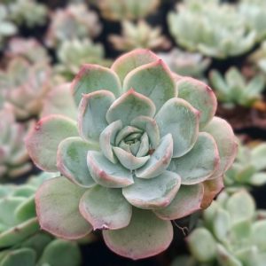 Echeveria Moonfairy | Pastel Rosette Succulent | Decorative Collector’s Plant in pot, Rare Echeveria Moonfairy | Pastel Rosette Succulent | Decorative Collector’s Plant close‑up India, Echeveria Moonfairy | Pastel Rosette Succulent | Decorative Collector’s Plant rosette detail, Echeveria Moonfairy | Pastel Rosette Succulent | Decorative Collector’s Plant indoor plant UrbanMaali, Echeveria Moonfairy | Pastel Rosette Succulent | Decorative Collector’s Plant flowering season view Echeveria Moonfairy | Pastel Rosette Succulent | Decorative Collector’s Plant www.urbanmaali.com_SUCCULENT_Cactus UrbanMaali Low-Maintenance Flowering Cactus Hard plants buy online