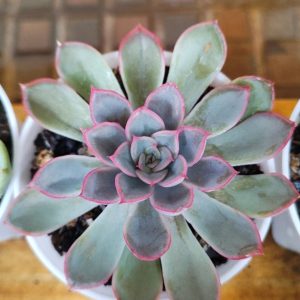 Echeveria Orient | Hybrid Rosette Succulent | Collector’s Decorative Plant flowering, Rare Echeveria Orient | Hybrid Rosette Succulent | Collector’s Decorative Plant plant in pot, Compact Echeveria Orient | Hybrid Rosette Succulent | Collector’s Decorative Plant close-up India, Echeveria Orient | Hybrid Rosette Succulent | Collector’s Decorative Plant collector’s succulent UrbanMaali, Echeveria Orient | Hybrid Rosette Succulent | Collector’s Decorative Plant rare flowering succulent India Echeveria Orient | Hybrid Rosette Succulent | Collector’s Decorative Plant www.urbanmaali.com_SUCCULENT_UrbanMaali Low-Maintenance Succulent Hard plants buy online