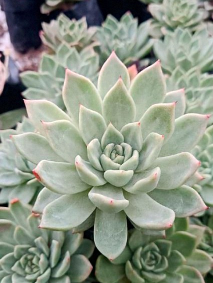 Echeveria Pansy Hybrid | Rosette Succulent | Pastel Decorative Plant flowering, Rare Echeveria Pansy Hybrid | Rosette Succulent | Pastel Decorative Plant plant in pot, Compact Echeveria Pansy Hybrid | Rosette Succulent | Pastel Decorative Plant close-up India, Echeveria Pansy Hybrid | Rosette Succulent | Pastel Decorative Plant collector’s succulent UrbanMaali, Echeveria Pansy Hybrid | Rosette Succulent | Pastel Decorative Plant rare flowering succulent India Echeveria Pansy Hybrid | Rosette Succulent | Pastel Decorative Plant www.urbanmaali.com_SUCCULENT_UrbanMaali Low-Maintenance Succulent Hard plants buy online