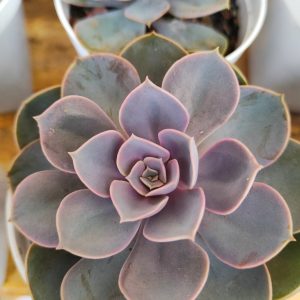 Echeveria Perle von Nurnberg | Pearl Von | Classic Lavender Rosette flowering, Rare Echeveria Perle von Nurnberg | Pearl Von | Classic Lavender Rosette plant in pot, Compact Echeveria Perle von Nurnberg | Pearl Von | Classic Lavender Rosette close-up India, Echeveria Perle von Nurnberg | Pearl Von | Classic Lavender Rosette collector’s succulent UrbanMaali, Echeveria Perle von Nurnberg | Pearl Von | Classic Lavender Rosette rare flowering succulent India Echeveria Perle von Nurnberg | Pearl Von | Classic Lavender Rosette www.urbanmaali.com_SUCCULENT_UrbanMaali Low-Maintenance Succulent Hard plants buy online