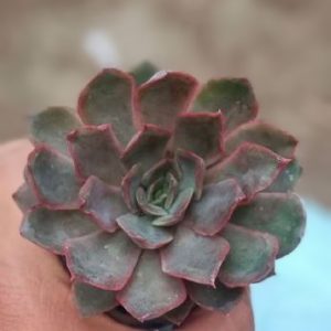 Echeveria Pink Harin | Rare Pink Succulent | Decorative Rosette Plant flowering, Rare Echeveria Pink Harin | Rare Pink Succulent | Decorative Rosette Plant plant in pot, Compact Echeveria Pink Harin | Rare Pink Succulent | Decorative Rosette Plant close-up India, Echeveria Pink Harin | Rare Pink Succulent | Decorative Rosette Plant collector’s succulent UrbanMaali, Echeveria Pink Harin | Rare Pink Succulent | Decorative Rosette Plant rare flowering succulent India Echeveria Pink Harin | Rare Pink Succulent | Decorative Rosette Plant www.urbanmaali.com_SUCCULENT_UrbanMaali Low-Maintenance Succulent Hard plants buy online