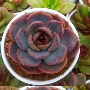 Echeveria ‘Purple Blue Grapes’ | Rare Hybrid Succulent | Decorative Plant plant, Rare Echeveria ‘Purple Blue Grapes’ | Rare Hybrid Succulent | Decorative Plant close‑up India, Echeveria ‘Purple Blue Grapes’ | Rare Hybrid Succulent | Decorative Plant rosette detail, Echeveria ‘Purple Blue Grapes’ | Rare Hybrid Succulent | Decorative Plant indoor plant UrbanMaali, Echeveria ‘Purple Blue Grapes’ | Rare Hybrid Succulent | Decorative Plant flowering season view Echeveria ‘Purple Blue Grapes’ | Rare Hybrid Succulent | Decorative Plant www.urbanmaali.com_SUCCULENT_Cactus UrbanMaali Low-Maintenance Flowering Cactus Hard plants buy online