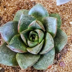 Echeveria purpusorum | Speckled Compact Rosette | Collector’s Choice