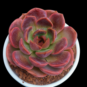 Echeveria ‘Red Lotus’ | Rare Rosette Succulent | Decorative Plant plant, Rare Echeveria ‘Red Lotus’ | Rare Rosette Succulent | Decorative Plant close‑up India, Echeveria ‘Red Lotus’ | Rare Rosette Succulent | Decorative Plant rosette detail, Echeveria ‘Red Lotus’ | Rare Rosette Succulent | Decorative Plant indoor plant UrbanMaali, Echeveria ‘Red Lotus’ | Rare Rosette Succulent | Decorative Plant flowering season view Echeveria ‘Red Lotus’ | Rare Rosette Succulent | Decorative Plant www.urbanmaali.com_SUCCULENT_Cactus UrbanMaali Low-Maintenance Flowering Cactus Hard plants buy online