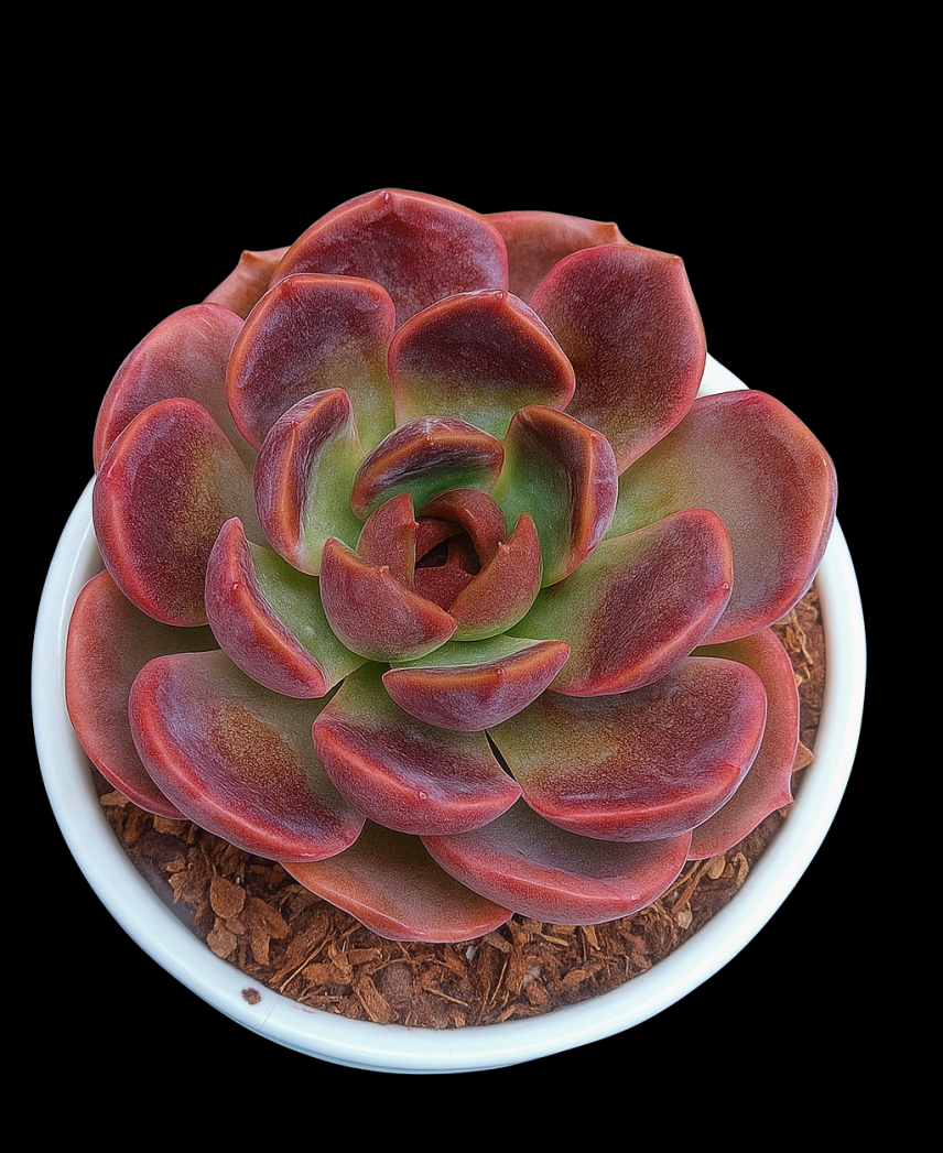 Echeveria ‘Red Lotus’ | Rare Rosette Succulent | Decorative Plant plant, Rare Echeveria ‘Red Lotus’ | Rare Rosette Succulent | Decorative Plant close‑up India, Echeveria ‘Red Lotus’ | Rare Rosette Succulent | Decorative Plant rosette detail, Echeveria ‘Red Lotus’ | Rare Rosette Succulent | Decorative Plant indoor plant UrbanMaali, Echeveria ‘Red Lotus’ | Rare Rosette Succulent | Decorative Plant flowering season view Echeveria ‘Red Lotus’ | Rare Rosette Succulent | Decorative Plant www.urbanmaali.com_SUCCULENT_Cactus UrbanMaali Low-Maintenance Flowering Cactus Hard plants buy online