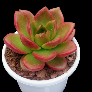 Echeveria ‘Red Spikes’ | Rare Rosette Succulent | Decorative Collector’s Plant plant, Rare Echeveria ‘Red Spikes’ | Rare Rosette Succulent | Decorative Collector’s Plant close‑up India, Echeveria ‘Red Spikes’ | Rare Rosette Succulent | Decorative Collector’s Plant rosette detail, Echeveria ‘Red Spikes’ | Rare Rosette Succulent | Decorative Collector’s Plant indoor plant UrbanMaali, Echeveria ‘Red Spikes’ | Rare Rosette Succulent | Decorative Collector’s Plant flowering season view Echeveria ‘Red Spikes’ | Rare Rosette Succulent | Decorative Collector’s Plant www.urbanmaali.com_SUCCULENT_Cactus UrbanMaali Low-Maintenance Flowering Cactus Hard plants buy online