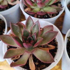 Echeveria Rubra | Red-Tinged Succulent Rosette | Vibrant Decorative Plant flowering, Rare Echeveria Rubra | Red-Tinged Succulent Rosette | Vibrant Decorative Plant plant in pot, Compact Echeveria Rubra | Red-Tinged Succulent Rosette | Vibrant Decorative Plant close-up India, Echeveria Rubra | Red-Tinged Succulent Rosette | Vibrant Decorative Plant collector’s succulent UrbanMaali, Echeveria Rubra | Red-Tinged Succulent Rosette | Vibrant Decorative Plant rare flowering succulent India Echeveria Rubra | Red-Tinged Succulent Rosette | Vibrant Decorative Plant www.urbanmaali.com_SUCCULENT_UrbanMaali Low-Maintenance Succulent Hard plants buy online