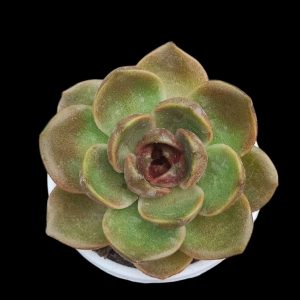Echeveria simulans | Decorative Rosette Succulent | Rare Collector’s Plant plant, Rare Echeveria simulans | Decorative Rosette Succulent | Rare Collector’s Plant close‑up India, Echeveria simulans | Decorative Rosette Succulent | Rare Collector’s Plant rosette detail, Echeveria simulans | Decorative Rosette Succulent | Rare Collector’s Plant indoor plant UrbanMaali, Echeveria simulans | Decorative Rosette Succulent | Rare Collector’s Plant flowering season view Echeveria simulans | Decorative Rosette Succulent | Rare Collector’s Plant www.urbanmaali.com_SUCCULENT_Cactus UrbanMaali Low-Maintenance Flowering Cactus Hard plants buy online