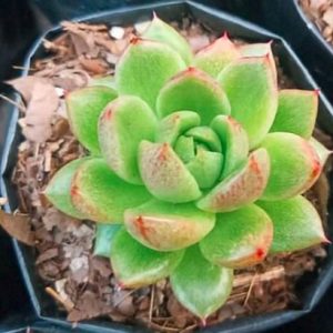 Echeveria Suki | Rosette Succulent | Soft Pastel Collector’s Plant flowering, Rare Echeveria Suki | Rosette Succulent | Soft Pastel Collector’s Plant plant in pot, Compact Echeveria Suki | Rosette Succulent | Soft Pastel Collector’s Plant close-up India, Echeveria Suki | Rosette Succulent | Soft Pastel Collector’s Plant collector’s succulent UrbanMaali, Echeveria Suki | Rosette Succulent | Soft Pastel Collector’s Plant rare flowering succulent India Echeveria Suki | Rosette Succulent | Soft Pastel Collector’s Plant www.urbanmaali.com_SUCCULENT_UrbanMaali Low-Maintenance Succulent Hard plants buy online