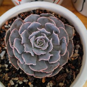 Echeveria shaviana 'Blue Heron' | Frilled Rosette Succulent | Collector’s Plant flowering, Rare Echeveria shaviana 'Blue Heron' | Frilled Rosette Succulent | Collector’s Plant plant in pot, Compact Echeveria shaviana 'Blue Heron' | Frilled Rosette Succulent | Collector’s Plant close-up India, Echeveria shaviana 'Blue Heron' | Frilled Rosette Succulent | Collector’s Plant collector’s succulent UrbanMaali, Echeveria shaviana 'Blue Heron' | Frilled Rosette Succulent | Collector’s Plant rare flowering succulent India Echeveria shaviana 'Blue Heron' | Frilled Rosette Succulent | Collector’s Plant www.urbanmaali.com_SUCCULENT_UrbanMaali Low-Maintenance Succulent Hard plants buy online