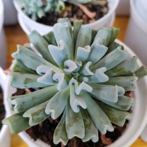 Echeveria Topsy Turvy | Curly Rosette Succulent | Decorative Collector’s Plant flowering, Rare Echeveria Topsy Turvy | Curly Rosette Succulent | Decorative Collector’s Plant plant in pot, Compact Echeveria Topsy Turvy | Curly Rosette Succulent | Decorative Collector’s Plant close-up India, Echeveria Topsy Turvy | Curly Rosette Succulent | Decorative Collector’s Plant collector’s succulent UrbanMaali, Echeveria Topsy Turvy | Curly Rosette Succulent | Decorative Collector’s Plant rare flowering succulent India Echeveria Topsy Turvy | Curly Rosette Succulent | Decorative Collector’s Plant www.urbanmaali.com_SUCCULENT_UrbanMaali Low-Maintenance Succulent Hard plants buy online