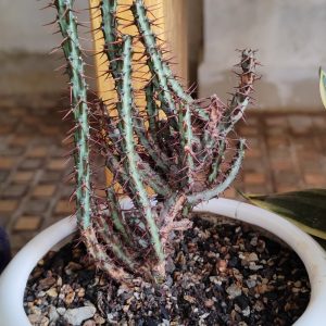 Euphorbia aeruginosa Schweik | Rare Spiny Succulent | Decorative Plant plant, Rare Euphorbia aeruginosa Schweik | Rare Spiny Succulent | Decorative Plant close‑up India, Euphorbia aeruginosa Schweik | Rare Spiny Succulent | Decorative Plant rosette detail, Euphorbia aeruginosa Schweik | Rare Spiny Succulent | Decorative Plant indoor plant UrbanMaali, Euphorbia aeruginosa Schweik | Rare Spiny Succulent | Decorative Plant flowering season view Euphorbia aeruginosa Schweik | Rare Spiny Succulent | Decorative Plant www.urbanmaali.com_SUCCULENT_Cactus UrbanMaali Low-Maintenance Flowering Cactus Hard plants buy online