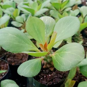 Euphorbia monadenium | Rare Spurge Succulent | Decorative Collector’s Plant in pot, Rare Euphorbia monadenium | Rare Spurge Succulent | Decorative Collector’s Plant close‑up India, Euphorbia monadenium | Rare Spurge Succulent | Decorative Collector’s Plant rosette detail, Euphorbia monadenium | Rare Spurge Succulent | Decorative Collector’s Plant indoor plant UrbanMaali, Euphorbia monadenium | Rare Spurge Succulent | Decorative Collector’s Plant flowering season view Euphorbia monadenium | Rare Spurge Succulent | Decorative Collector’s Plant www.urbanmaali.com_SUCCULENT_Cactus UrbanMaali Low-Maintenance Flowering Cactus Hard plants buy online