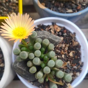 Fenestraria rhopalophylla | Baby Toes | Unique Windowed Succulent in pot, Rare Fenestraria rhopalophylla | Baby Toes | Unique Windowed Succulent close‑up India, Fenestraria rhopalophylla | Baby Toes | Unique Windowed Succulent rosette detail, Fenestraria rhopalophylla | Baby Toes | Unique Windowed Succulent indoor plant UrbanMaali, Fenestraria rhopalophylla | Baby Toes | Unique Windowed Succulent flowering season view Fenestraria rhopalophylla | Baby Toes | Unique Windowed Succulent www.urbanmaali.com_SUCCULENT_Cactus UrbanMaali Low-Maintenance Flowering Cactus Hard plants buy online