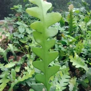 Fishbone Cactus | Disocactus anguliger | Zigzag Ric Rac Night-Blooming Cactus cactus flowering, Rare Fishbone Cactus | Disocactus anguliger | Zigzag Ric Rac Night-Blooming Cactus cactus in pot, Compact Fishbone Cactus | Disocactus anguliger | Zigzag Ric Rac Night-Blooming Cactus cactus close-up India, Fishbone Cactus | Disocactus anguliger | Zigzag Ric Rac Night-Blooming Cactus collector’s cactus UrbanMaali, Fishbone Cactus | Disocactus anguliger | Zigzag Ric Rac Night-Blooming Cactus cactus rare flowering India Fishbone Cactus | Disocactus anguliger | Zigzag Ric Rac Night-Blooming Cactus www.urbanmaali.com_SUCCULENT_Cactus UrbanMaali Low-Maintenance Flowering Cactus Hard plants buy online