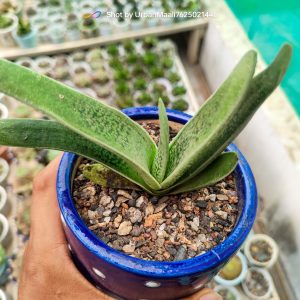 Gasteria Gracilis Giromagi | Compact Tongue Aloe Succulent | Hardy Indoor Plant flowering, Rare Gasteria Gracilis Giromagi | Compact Tongue Aloe Succulent | Hardy Indoor Plant plant in pot, Compact Gasteria Gracilis Giromagi | Compact Tongue Aloe Succulent | Hardy Indoor Plant close-up India, Gasteria Gracilis Giromagi | Compact Tongue Aloe Succulent | Hardy Indoor Plant collector’s succulent UrbanMaali, Gasteria Gracilis Giromagi | Compact Tongue Aloe Succulent | Hardy Indoor Plant rare flowering succulent India Gasteria Gracilis Giromagi | Compact Tongue Aloe Succulent | Hardy Indoor Plant www.urbanmaali.com_SUCCULENT_UrbanMaali Low-Maintenance Succulent Hard plants buy online